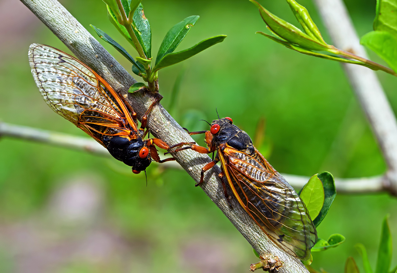 Double Cicada Brood 2024 Buffy Coralie